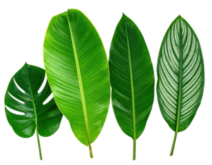 Four fresh, vibrant green leaves of varying shapes and textures, arranged against a black background
