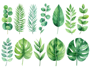 Collection of various, isolated, botanical watercolor illustrations