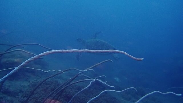 Footage of sea turtle at Tioman island