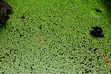 金魚のいる池で増えるアオウキクサ