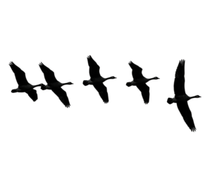 Silhouette of five dark birds flying in formation against a solid, black background