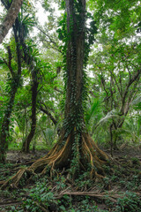Fototapeta premium Bocas del Toro, Panama - November 25, 2025: View of a wooded area on Carenero Island in the Bocas del Toro Archipelago, Panama.