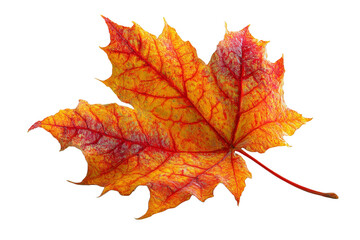 Obraz premium Colorful maple leaf on a transparent background ready for use in designs or crafts