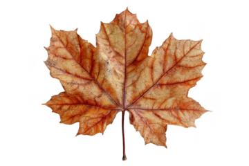Brown maple leaf with detailed veins on a transparent background during autumn season