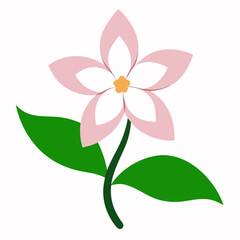 daphne bholua on white 