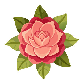 desert rose on white background