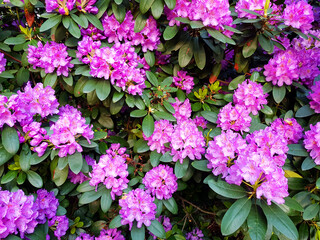 Pink flowers on the tree. Tabebuia impetiginosa