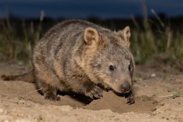 Fototapeta premium A quokka digging in sandy soil at dusk, surrounded by sparse vegetation.