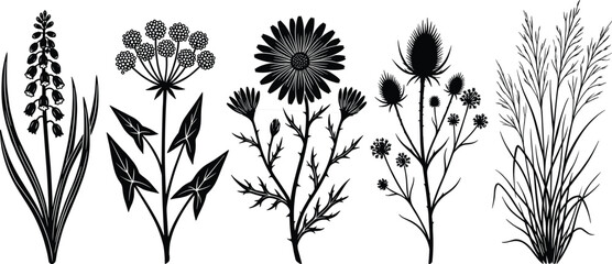 Botanical illustration, vintage flora, wildflowers drawing, medicinal plants, nature sketch, herbarium art, floral engraving, botanical study, antique plant print