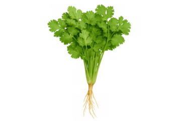 Fresh cilantro bunch with roots, vibrant green herb for seasoning and adding flavor to healthy food ingredients