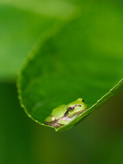紫陽花の葉の上で安らぎリラックスする一匹のニホンアマガエル