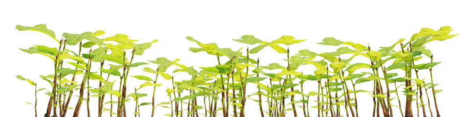 Obraz premium 3d Render Vibrant Green Sunflower Seedlings Growing Against a Transparent Background in a Natural Setting