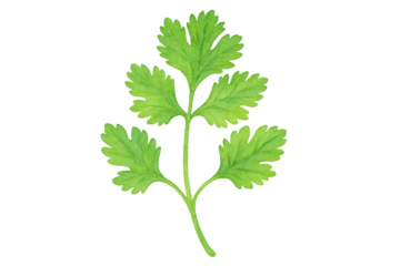 Fresh green cilantro leaves watercolor illustration on transparent background providing a culinary herb concept