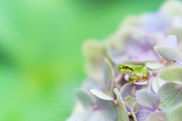 薄紫色のアジサイから身を乗り出す一匹のニホンアマガエル
