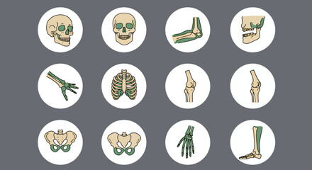 Fototapeta premium A comprehensive vector illustration set showcasing various human skeletal joints and bones, perfect for medical education and anatomical studies.