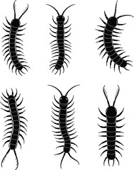 Collection of centipede silhouettes vector illustration, black insect icons set, detailed myriapod arthropod shapes, isolated creepy crawly design, white background, entomology concept