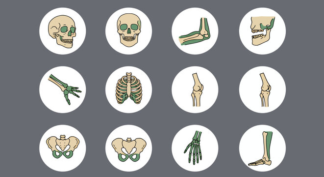 A comprehensive vector illustration set showcasing various human skeletal joints and bones, perfect for medical education and anatomical studies.