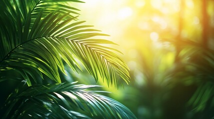 Lush green palm leaves backlit by sunlight in tropical jungle