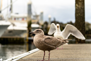 Seagulls fight for food on the pier