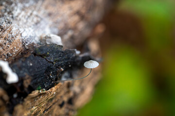 Delicate mushroom growing from black log surface