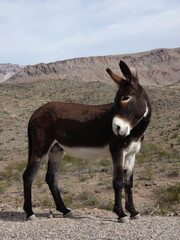 donkey in the mountains