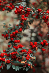 Close-up of bright red berries on a branch with green leaves in autumn garden, natural seasonal background with soft focus and warm colors. High quality photo