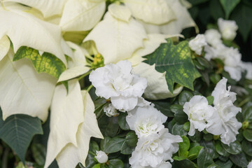 Poinsettias (Euphorbia pulcherrima) with white bracts and potted white Christmas Azalea close-up in bloom at the conservatory