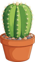 cactus in pot