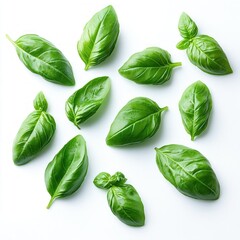 Fototapeta premium Fresh green basil leaves arranged on a white background symbolizing freshness and natural herbs