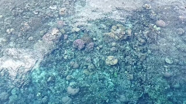 4K aerial drone footage showing clear turquoise water and vibrant coral reefs in Saporkren, Raja Ampat. Beautiful marine environment, shallow reef details, and pristine tropical seascape from above.