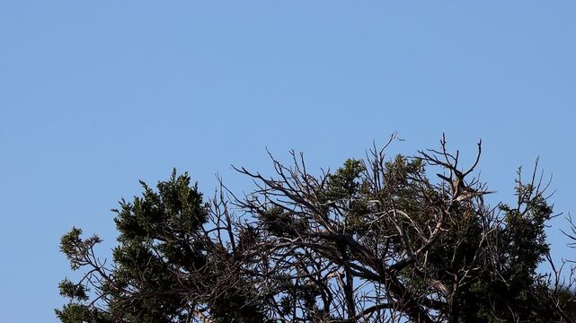  A Northern Mockingbird atop a tree in the Chiricahua Mountains of southern Arizona