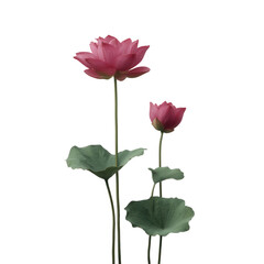 Fototapeta premium Pink lotus flower with large green leaf lotus bud tall stem water plant floral bloom aquatic plant botanical petal texture isolated studio style