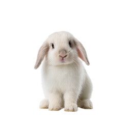 White baby rabbit with floppy ears sitting on transparency background, soft fur, gentle expression, studio portrait conveying calm and tender mood