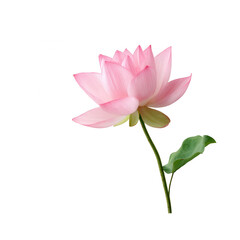 Pink lotus flower with green stem lotus flower pink petal stem leaf bloom aquatic plant water plant