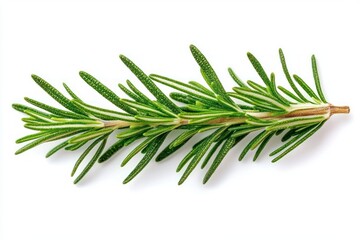 Fototapeta premium close-up of fresh green rosemary herb sprig isolated on white background with detailed needle-like leaves