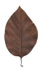 Obraz premium Dry Brown Leaf Isolated on Transparent Background