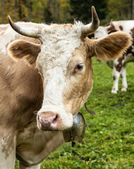 Dairy Cow With Ears Out Poses In Lauterbrunnen