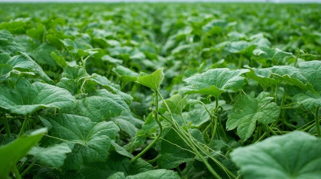 a vibrant field of green plants that resemble cannabis plants in their growth pattern, with lush foliage and noticeable buds just beginning to form
