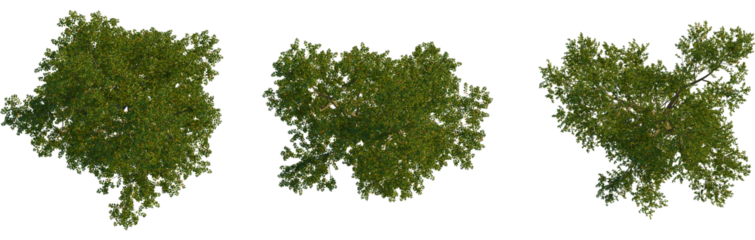 Betula lenta tree plan, top view, cutout, transparent background, isolate, Lush green tree canopy aerial view for architectural designs projects