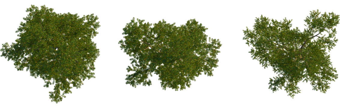 Betula lenta tree plan, top view, cutout, transparent background, isolate, Lush green tree canopy aerial view for architectural designs projects - Powered by Adobe