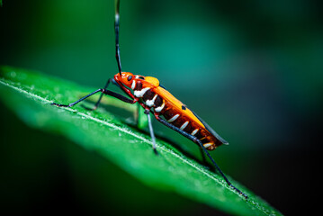 Macro photo of cotton aphid or Dysdercus cingulatus perched on a fresh green leaf