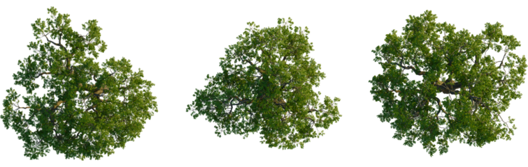 Sophora japonica tree plan, top view, cutout, transparent background, isolate, Lush green tree canopy seen directly from above with transparent background