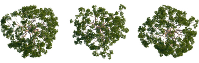 Eucalyptus citriodora tree plan, top view, cutout, transparent background, isolate, Vibrant green tree canopy viewed directly from above isolated on black © DH Tree Stock