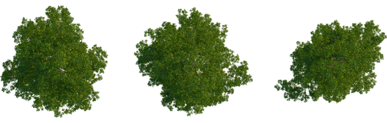 Carya ovata tree plan, top view, cutout, transparent background, isolate, Aerial shot of healthy green tree foliage for landscaping design project