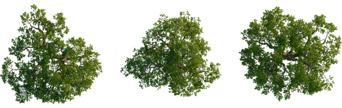 Sophora japonica tree plan, top view, cutout, transparent background, isolate, Lush green tree canopy seen directly from above with transparent background - Powered by Adobe