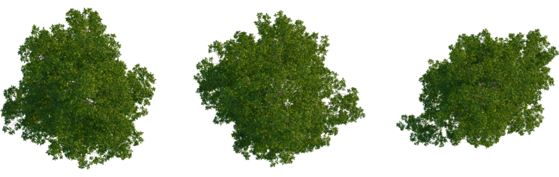 Carya ovata tree plan, top view, cutout, transparent background, isolate, Aerial shot of healthy green tree foliage for landscaping design project