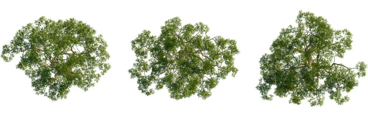 Eucalyptus camaldulensis tree plan, top view, cutout, transparent background, isolate, Lush green tree canopy viewed directly from above isolated on black