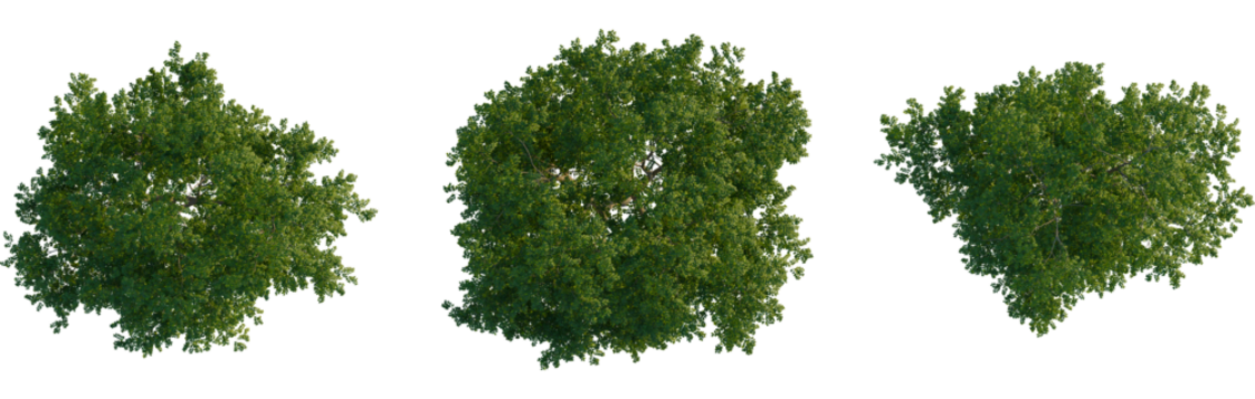 Celtis julianae tree plan, top view, cutout, transparent background, isolate, Aerial view of lush green tree canopy against black background design asset