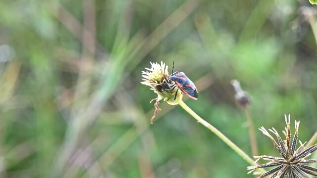 4K macro footage of a Hemiptera true bug perched on a dry Bidens flower. Detailed insect behavior, natural close-up view, and soft green field background.