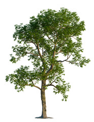 Obraz premium Carya illinoinensis tree, front view, cutout, transparent background, isolate, Detailed tree standing tall with vibrant green leaves against black backdrop